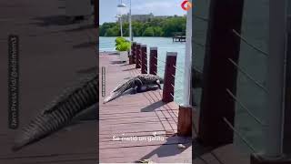 Moment Giant Crocodile Takes Stroll Through Wedding Venue