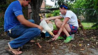 Killing A Rooster In The Dirty South (little Haiti, Miami) Killing A Rooster In The Dirty South (little Haiti, Miami)