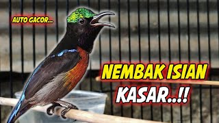 PANCINGAN KONIN GACOR FULL ISIAN ROLL TEMBAK MEWAH !! MASTERAN KOLIBRI NINJA BAHAN AGAR CEPAT EMOSI