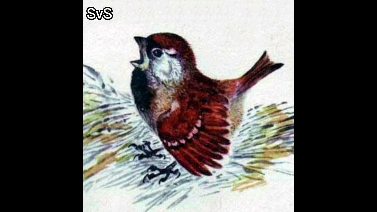 евгений чарушин рассказ воробей. рассказ е чарушина воробей. рассказ чарушина воробей текст. евгений иванович чарушин воробей. рассказ чарушина воробей.