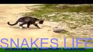 SNAKE LIFE - Funny cat  Fighting with  snake  compilation  video  2017 by Animals Funny Life 20 views 4 years ago 1 minute, 56 seconds