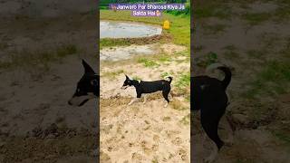 German Shepherd Dog Breed Par Bharosa Karna Shikho #shorts