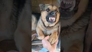#animal #dog #dogsoftiktok #dogs #animals #shepherd #germanshepherd #пёс #немецкаяовчарка #agressive
