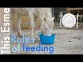 Feeding | Horse care | This Esme