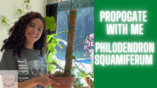 Propagating | Philodendron Squamiferum | Thejuicingbeauty