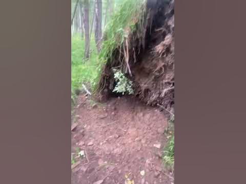 Ветер в лесу - YouTube