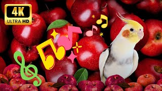 Cockatiel singing | sultan papağanı şarkı | calopsita cantando | غناء كوكاتيل #cockatiel by MATI BIRD 1,107 views 1 month ago 2 hours, 2 minutes