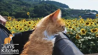 Picnic with my cat (shaved ice & lemonade) by JunsKitchen 1,431,213 views 2 years ago 13 minutes, 28 seconds