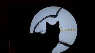 my cat loves rei harakami b-sides