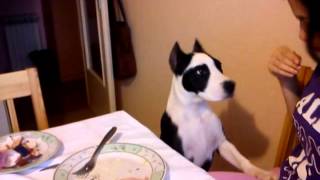 Zara Teaches How To Give Paw And Give Five