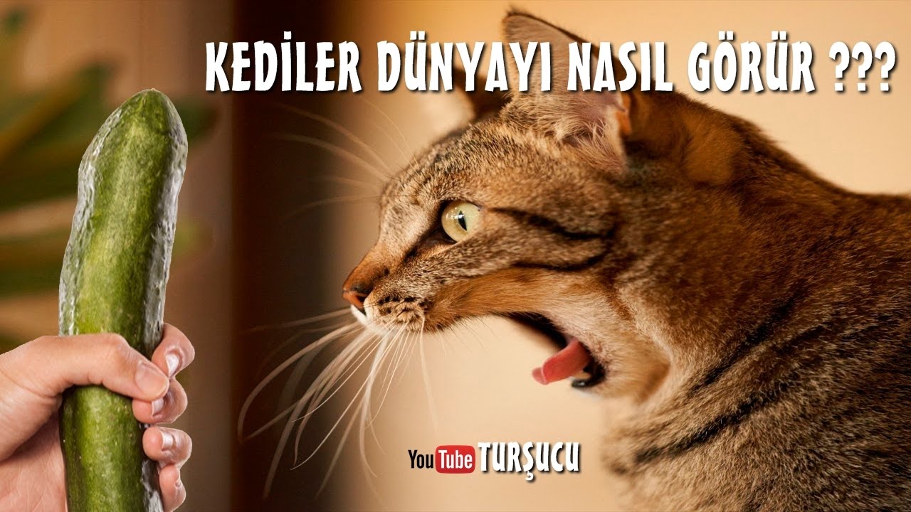 Kediler Dunya Yi Nasil Gorur Youtube