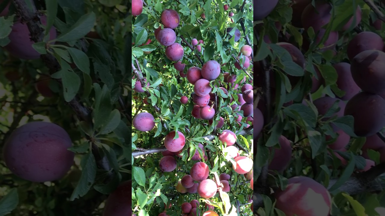 Plum Harvest . Hái mận 