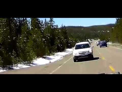Wolf chases elk into side of car Yellowstone park(Don’t buy VAVA dash cameras!)