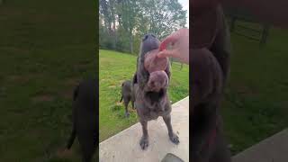 dinner time for my “greedy” raw fed dogs 🤣🐶🥩 Darwin’s Pet Food