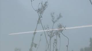 Dusia Shukshina - Пыль(feat Dmitri Koteshov)