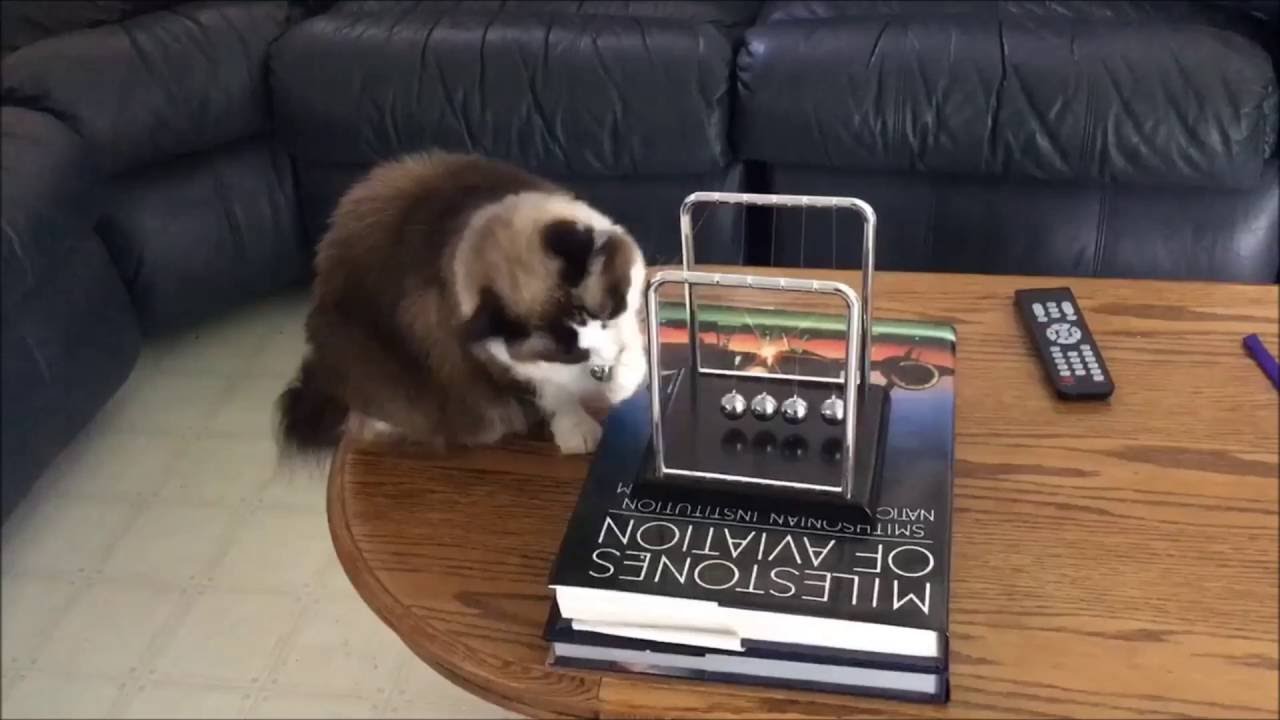 Newton Cradle Genius Cat prove Newton's laws of motion! YouTube
