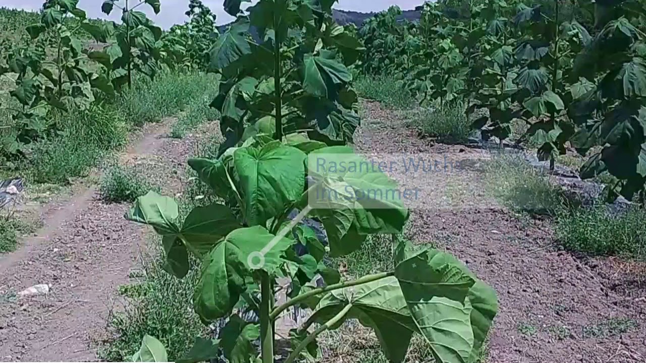 Paulownia Wuchsvideo im 1.Jahr (Kiri, Blauglockenbaum, Kaiserbaum