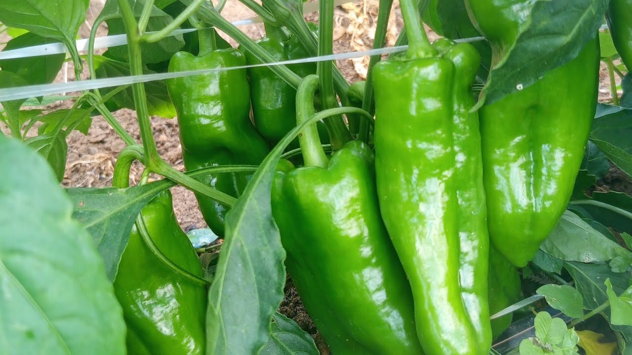Pimentão tiberios começando a segunda florada 