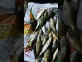 menyelam ikan sungai dapat nya lumayan#mancing#fishing#ikansungai#nyelamikan