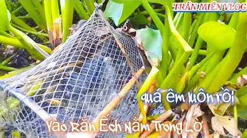 #309 thăm lờ cá lóc cái sơn đợt này trúng cá khủng bạc liêu trúng ếch Rắn quá Đỉnh Luôn