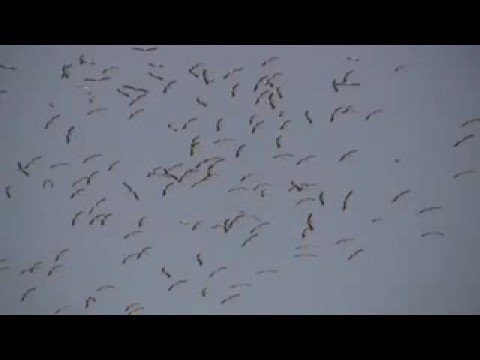 Migrating Storks