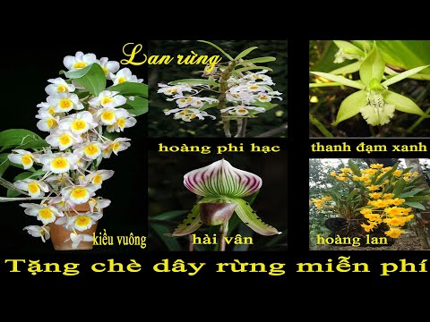 Video (Dạ đã hết rồi ạ)Lan rừng tối 16/9/2022(ship30k)Kiều... - youtube