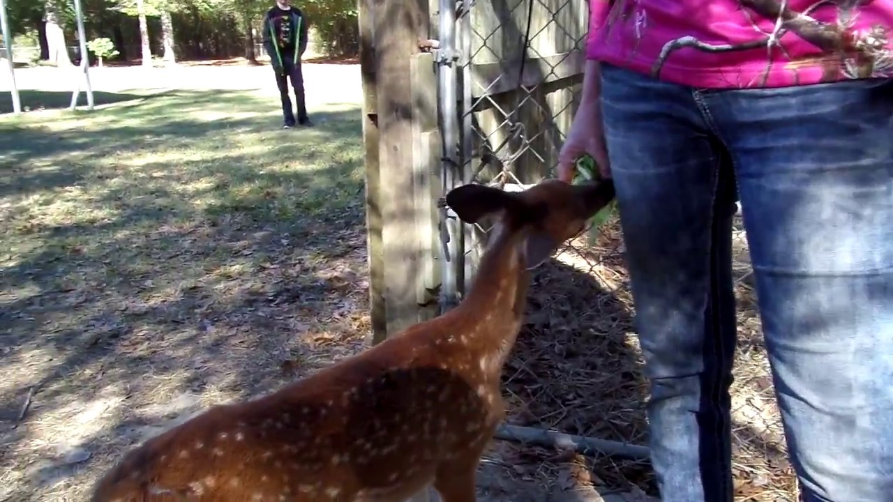 Ella Fawn @ Born To Be Wild Orphaned Wildlife Rescue * Wildlife Rescue