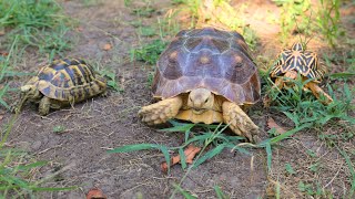 Three kinds of tortoises a walking in the park - YouTube