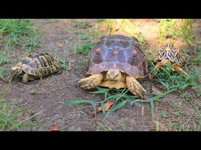 Three kinds of tortoises a walking in the park - YouTube