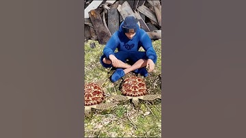 Is Turtle Bulletproof? (3D Animation)#shorts