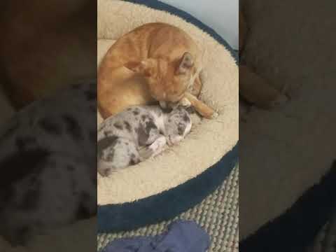 camera iphone 8 plus apk Aunt Lily comforting Luna