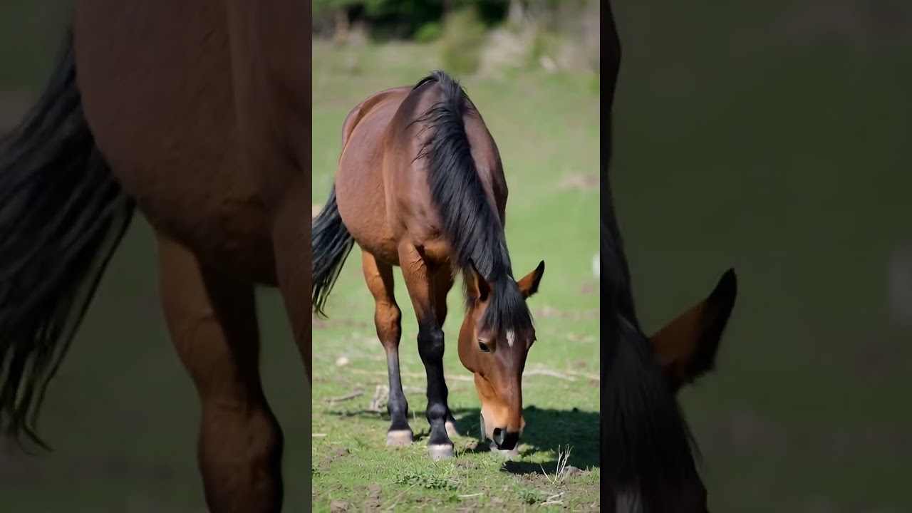 A stunning brown horse grazing! 
