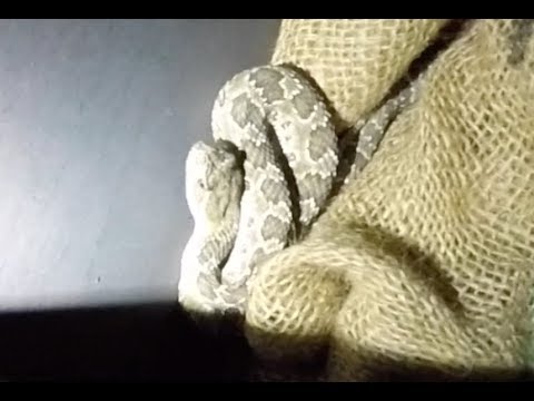Mandy Rattlesnake's Christmas Eve - YouTube