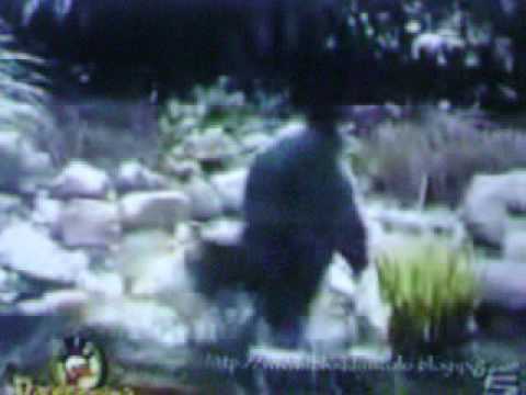Bloopers de Gatos (Cats Bloopers)