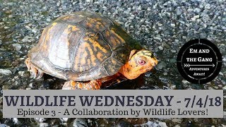 Wildlife Wednesday Collaboration Week 3 - Wildlife in our area!