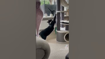 Leo🌿#leo #cat #cats #catlover #catvideos #catshorts #catlovers #catholic #catnip #shorts