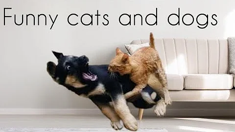 Watch the video about Funny cats and dogs - Funny animal videos compilation #3