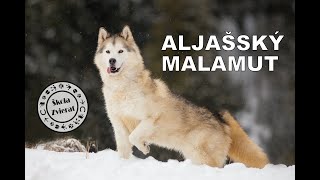 Škola Zvierat  Aljašský Malamut