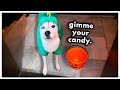 Sneaky Husky TRICKS Me for Candy! (Halloween Special)