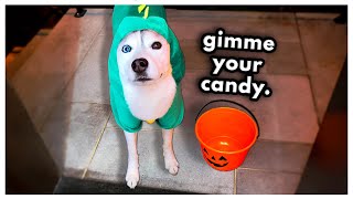 Sneaky Husky TRICKS Me for Candy! (Halloween Special)