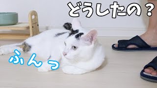 構ってもらえなくて拗ねてしまうお喋り猫
