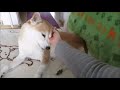 お昼のまったり時間に甘える柴犬