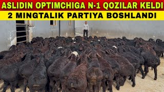 : XALQIMIZ KUTGAN KUN KELDI ASLIDINGA 2000 BOSH QOZILAR KELISHNI BOSHLADI