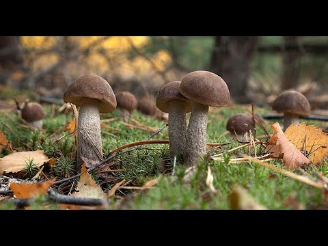 СБОР ОСЕННИХ ГРИБОВ в Ленинградской области. 0+