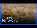 Owner of pet killed by another dog speaks out