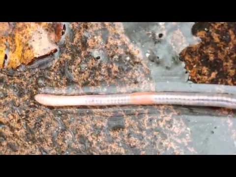 Video: Wie Sich Regenwürmer Bewegen