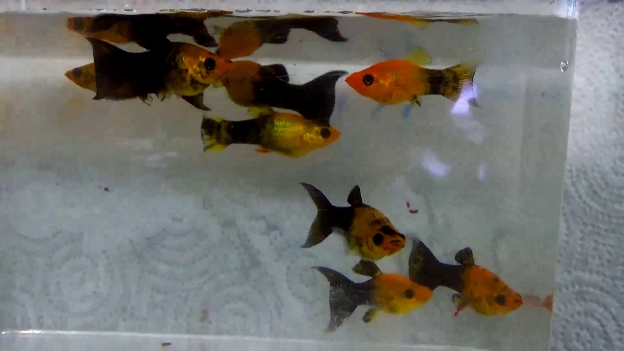 gold dust lyretail molly - YouTube