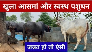 एकदम खुले में जन्नत में यहां का पशुधन - बहुत ही बड़े साइज की अद्भुत मुर्रा भैंसें - एक गाय भी उपलब्ध