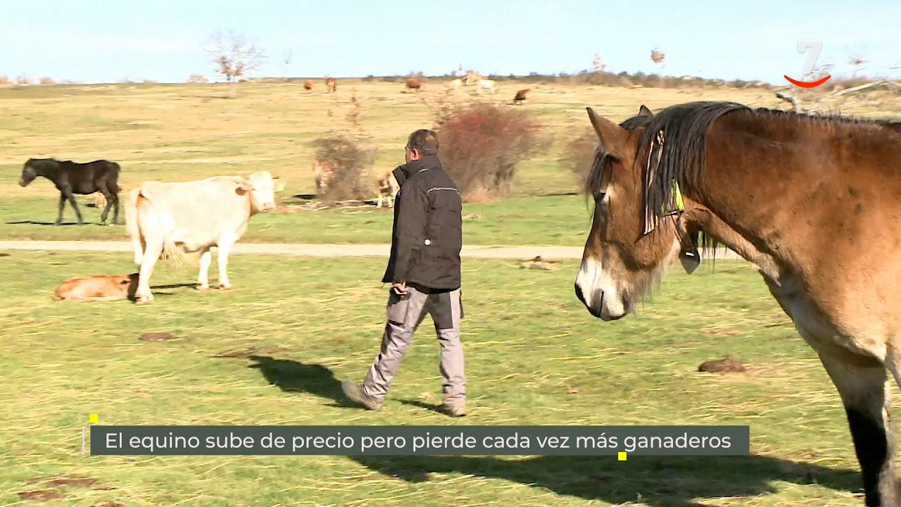 Flash El campo al día (05/05/2026): El equino sube de precio pero pierde cada vez más ganaderos