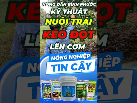 KỸ THUẬT NUÔI TRÁI KÉO ĐỌT LÊN CƠM SẦU RIÊNG